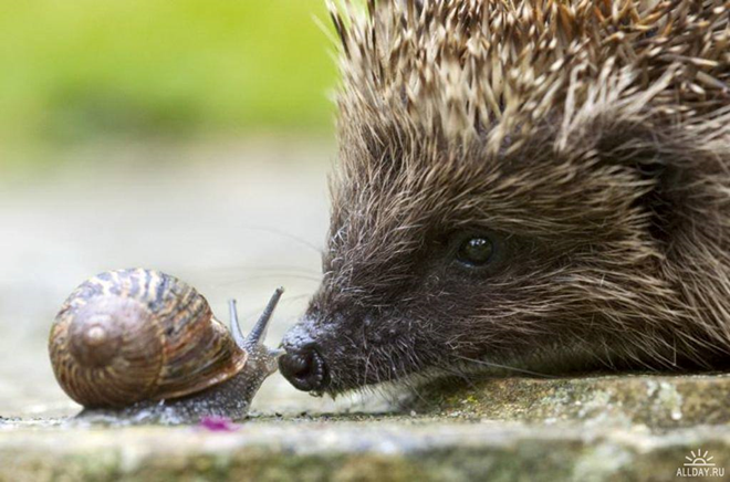 Hedgehog and snail - wildlife watch