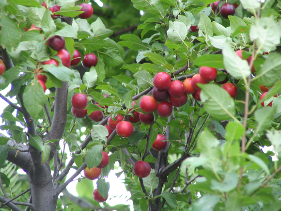 Cherry Plum Tree