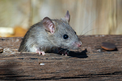Rat on a piece of wood