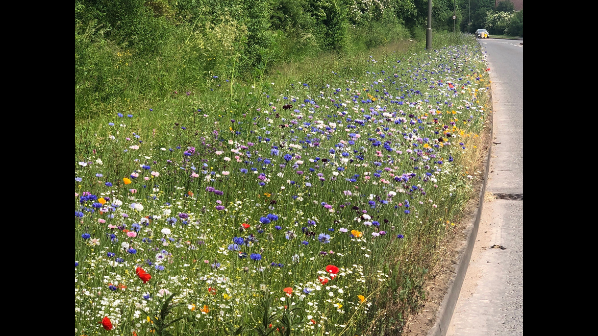 A roadside verge pictured during last year’s First Impressions pilot planting project