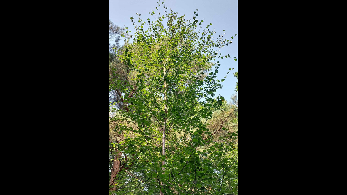 Downy Birch Tree