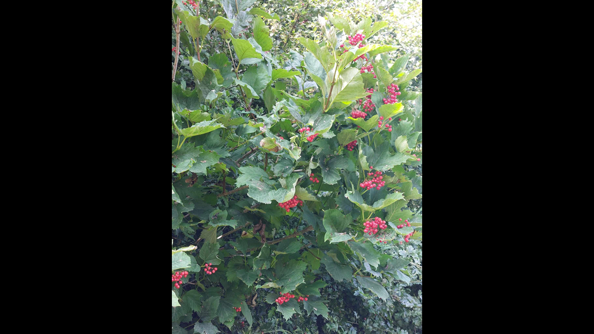 Guelder Rose Tree