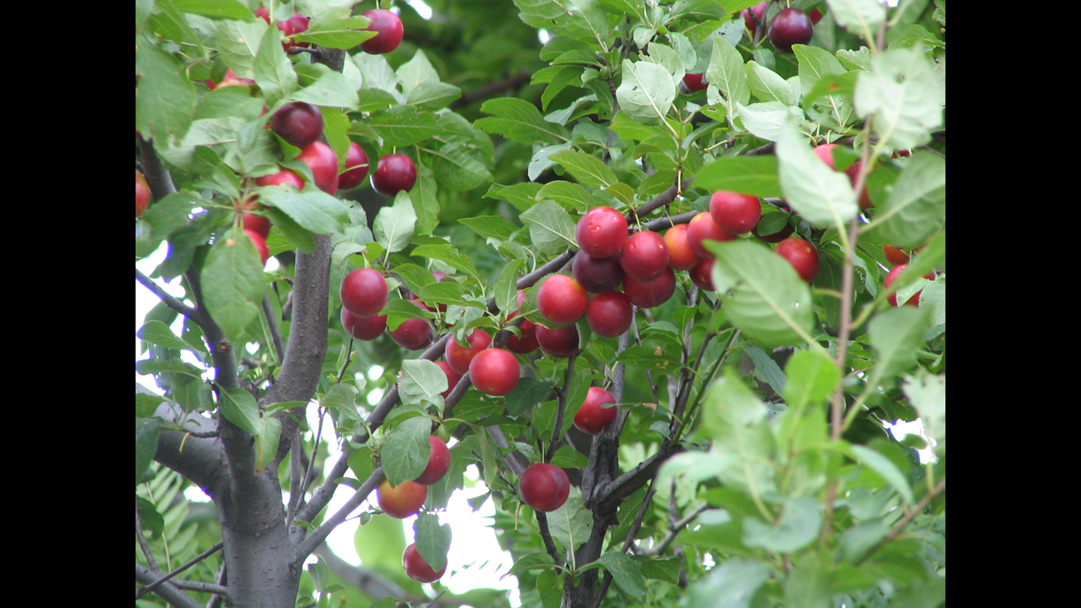 Cherry Plum Tree